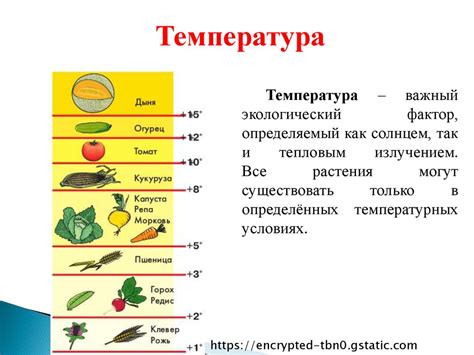 Влияние неправильной температуры на продукты: