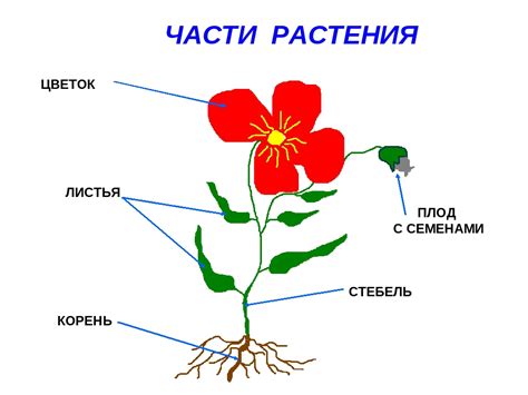 Закрепите сломанные части растения для укрепления