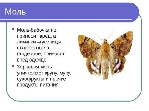 Признаки атаки моли на свитер