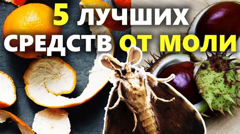 Советы по защите пальто от моли